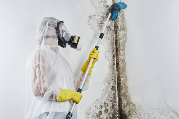 Best Residential Mold Removal  in Valdosta, GA