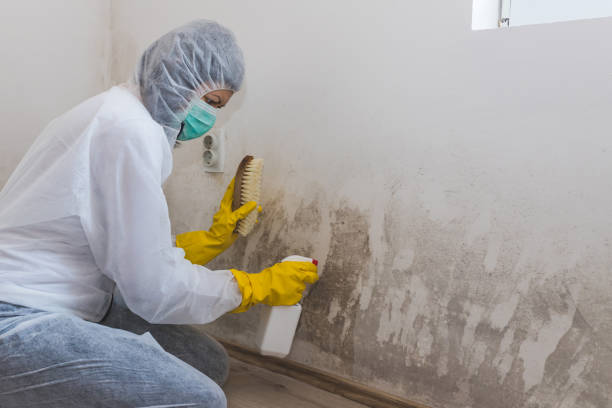 Best Black Mold Removal  in Valdosta, GA
