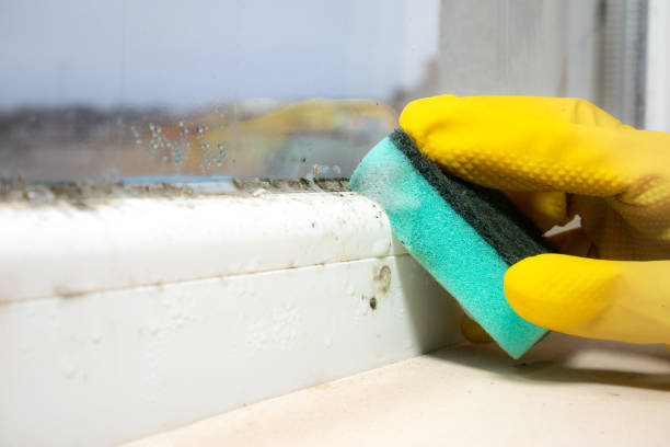 Best Toxic Mold Removal  in Valdosta, GA