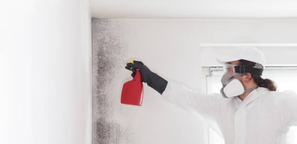 Best Local Mold Removal Service  in Valdosta, GA